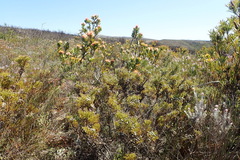 Leucospermum pluridens