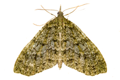 Tatosoma monoviridisata