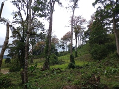 Erythrina poeppigiana