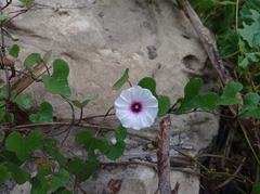 Ipomoea amnicola