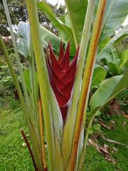 Heliconia caribaea
