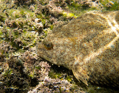 Pseudorhombus jenynsii