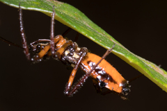 Austrovelinus varius