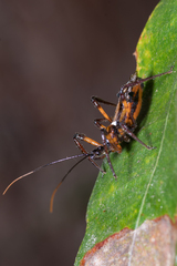 Austrovelinus varius