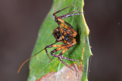 Austrovelinus varius