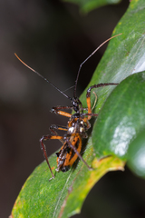 Austrovelinus varius