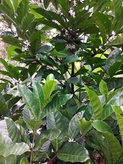 Coffea liberica