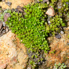 Gemmabryum