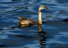 Poliocephalus poliocephalus