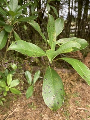 Melicytus macrophyllus