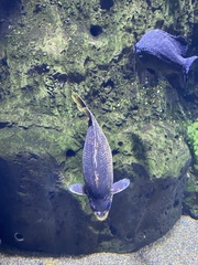 Hephaestus tulliensis