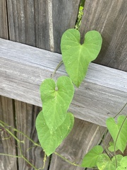 Ipomoea plebeia