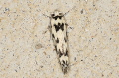 Lichenaula calligrapha