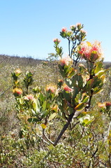 Leucospermum pluridens