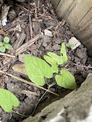 Ipomoea plebeia