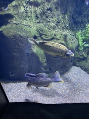 Hephaestus tulliensis