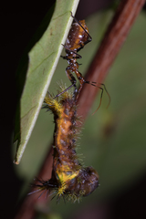 Gminatus