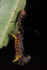 Gminatus