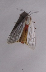 Rhodogastria similis