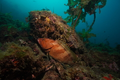 Epinephelus rivulatus