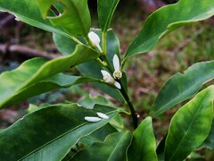 Citrus japonica