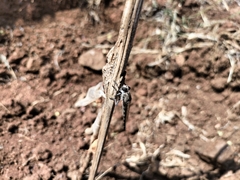 Asilidae