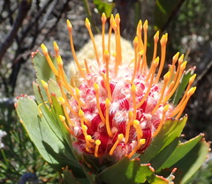 Leucospermum pluridens