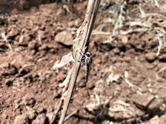 Asilidae
