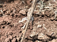 Asilidae