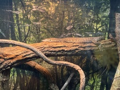 Varanus scalaris