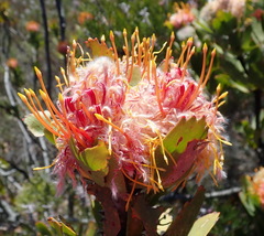 Leucospermum pluridens
