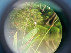 Lonchura leucogastroides