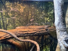 Varanus scalaris