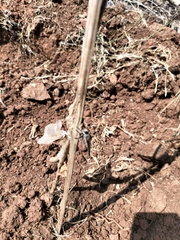 Asilidae