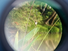 Lonchura leucogastroides