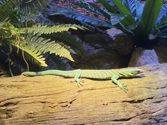 Varanus prasinus