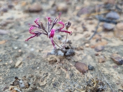 Pelargonium asarifolium