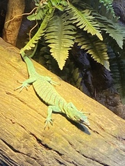 Varanus prasinus