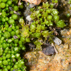 Gemmabryum