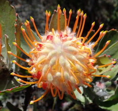 Leucospermum pluridens