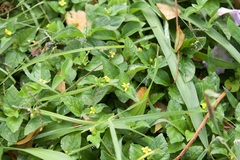 Synedrella nodiflora