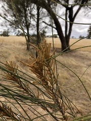 Allocasuarina luehmannii