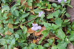 Ruellia prostrata