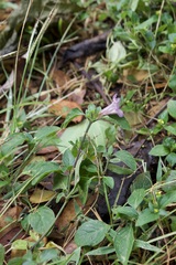 Ruellia prostrata
