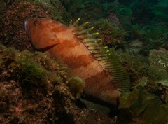 Epinephelus rivulatus