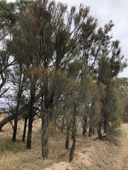 Allocasuarina luehmannii