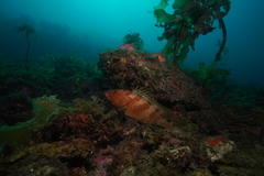 Epinephelus rivulatus