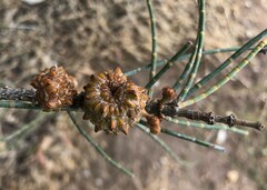 Allocasuarina luehmannii