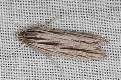 Leistarcha scitissimella