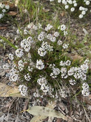 Lobularia maritima